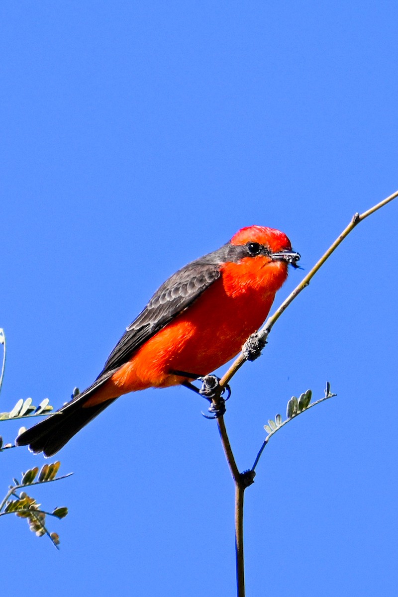 Vermilion Flycatcher - ML507474741