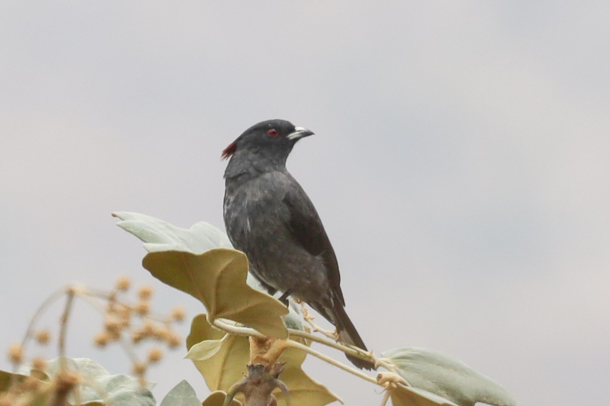 Red-crested Cotinga - Ian Thompson