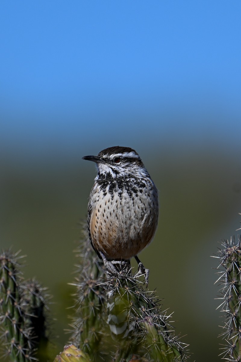 Cactus Wren - ML507474921