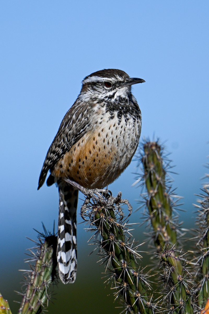 Cactus Wren - ML507474931