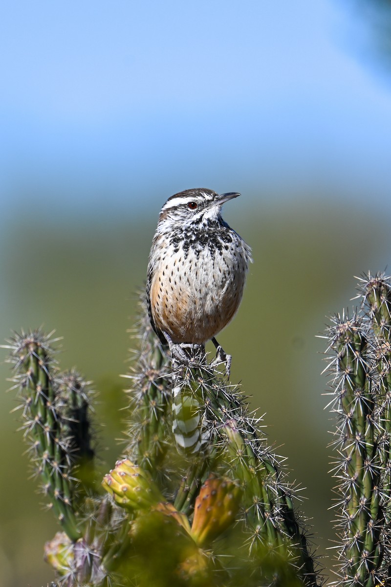 Cactus Wren - Kenneth Franklin