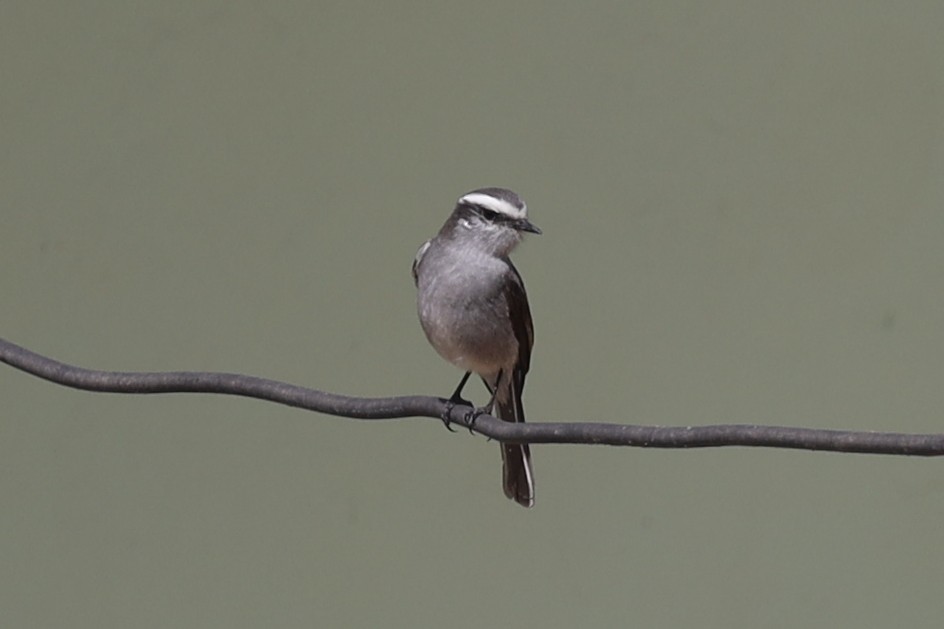 White-browed Chat-Tyrant - Ian Thompson