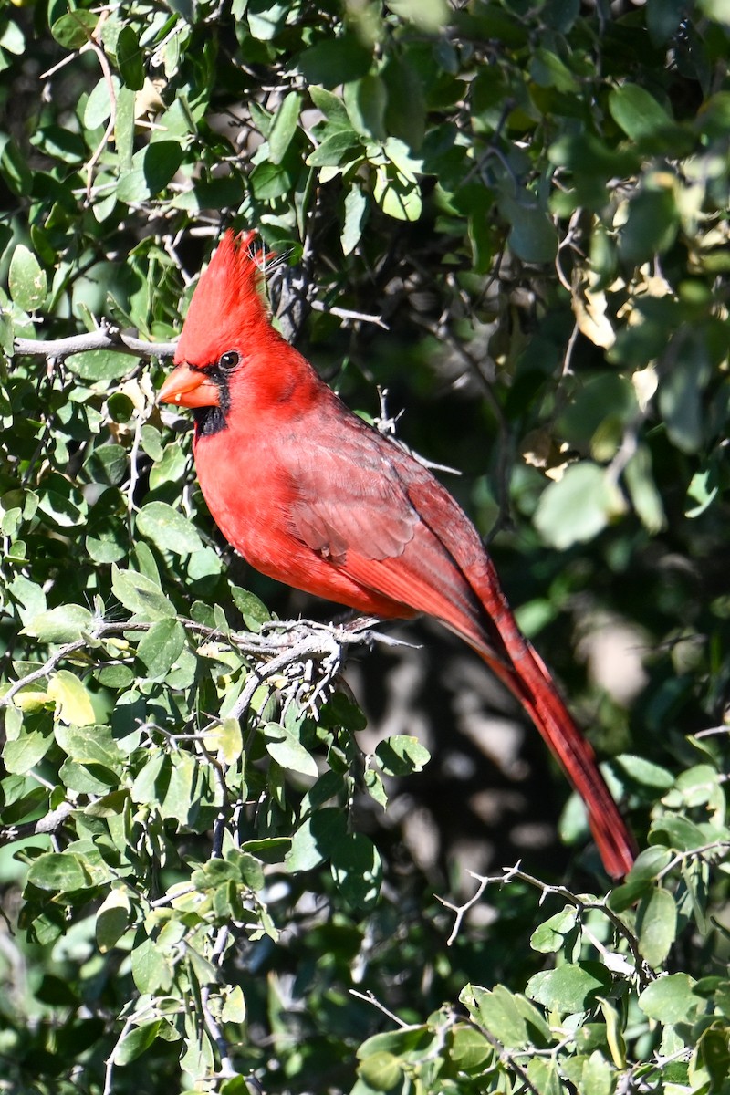 Cardinal rouge - ML507475231