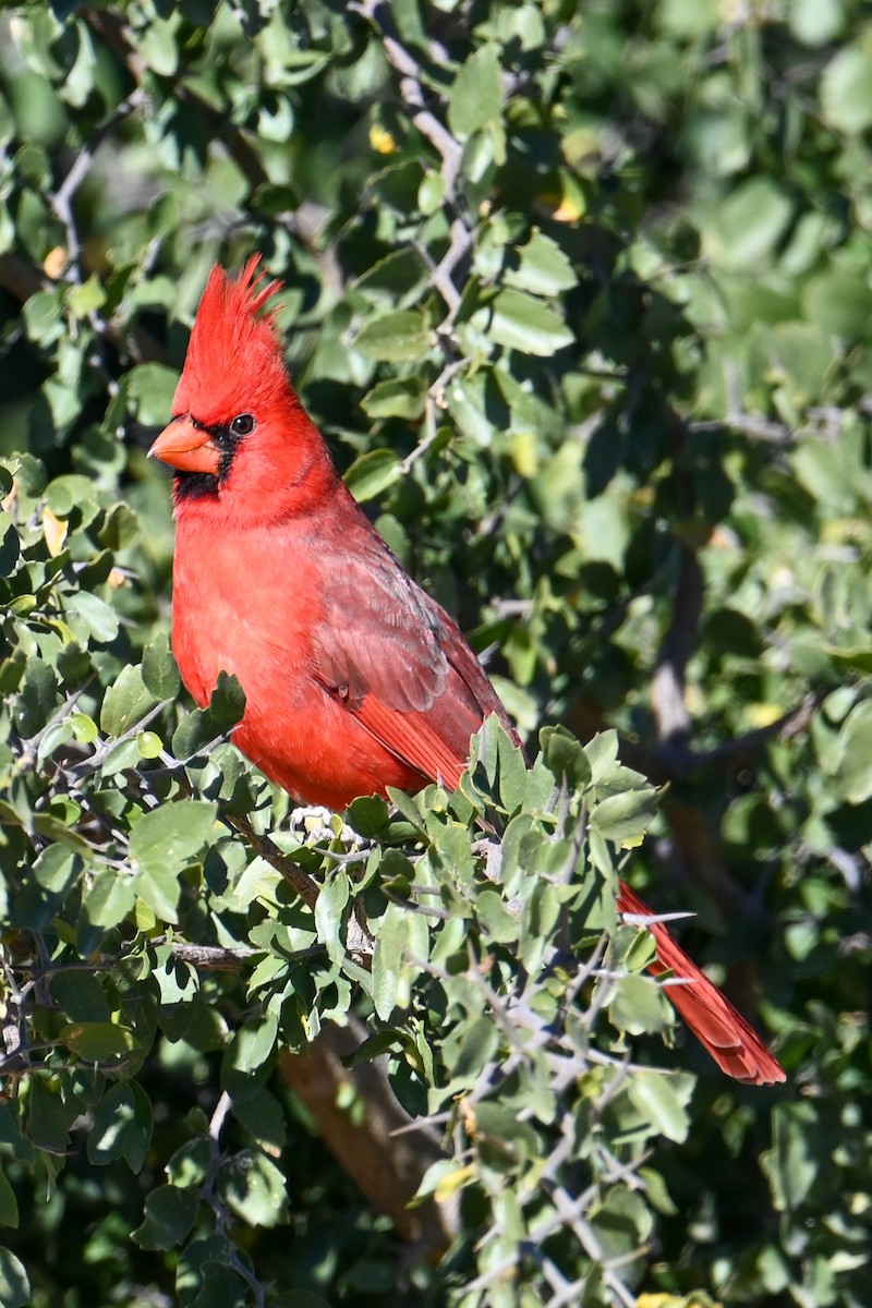 Cardinal rouge - ML507475251