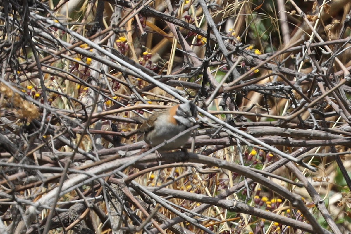 Rufous-collared Sparrow - Ian Thompson