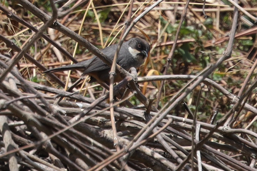 Rusty-bellied Brushfinch - ML507475431