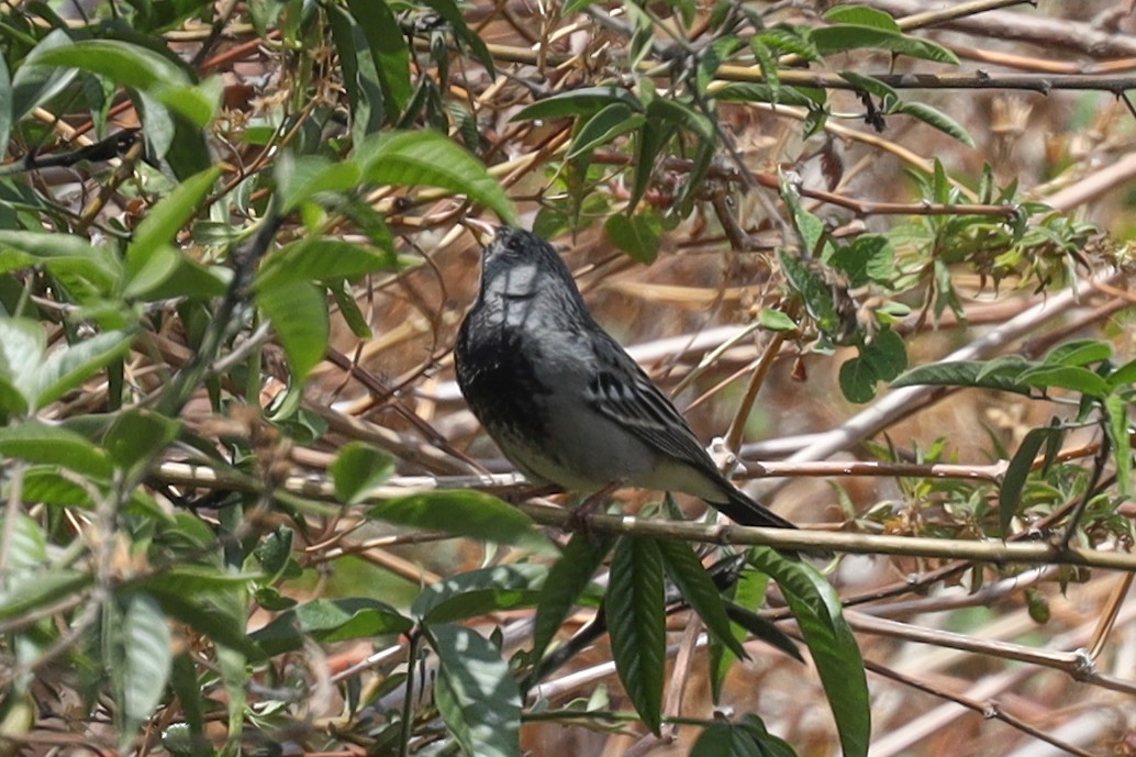 Mourning Sierra Finch - ML507475721