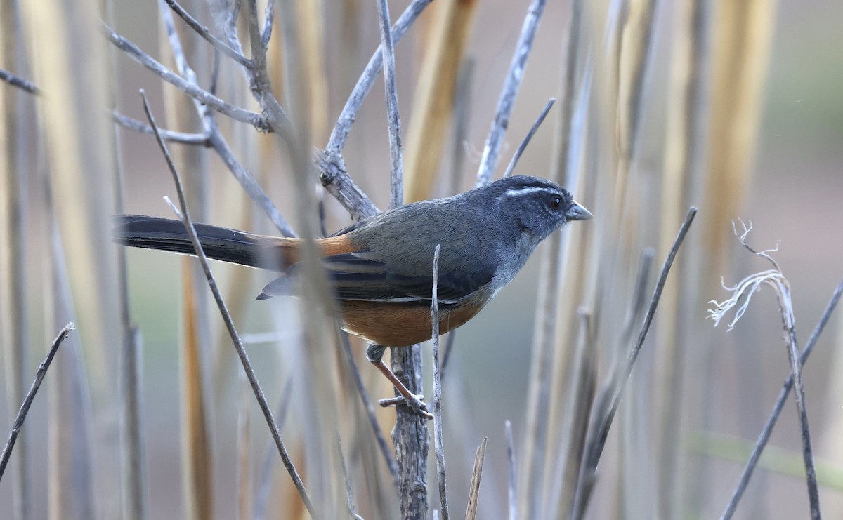 Gray-throated Warbling Finch - ML507476331