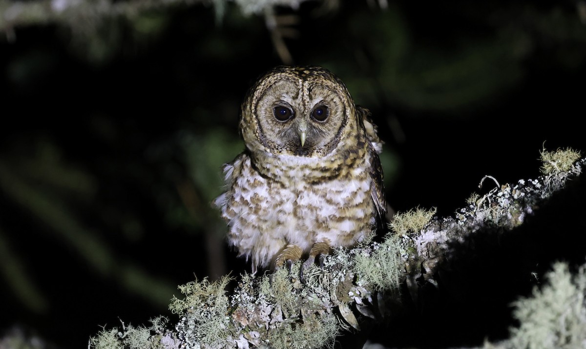Rusty-barred Owl - ML507477011