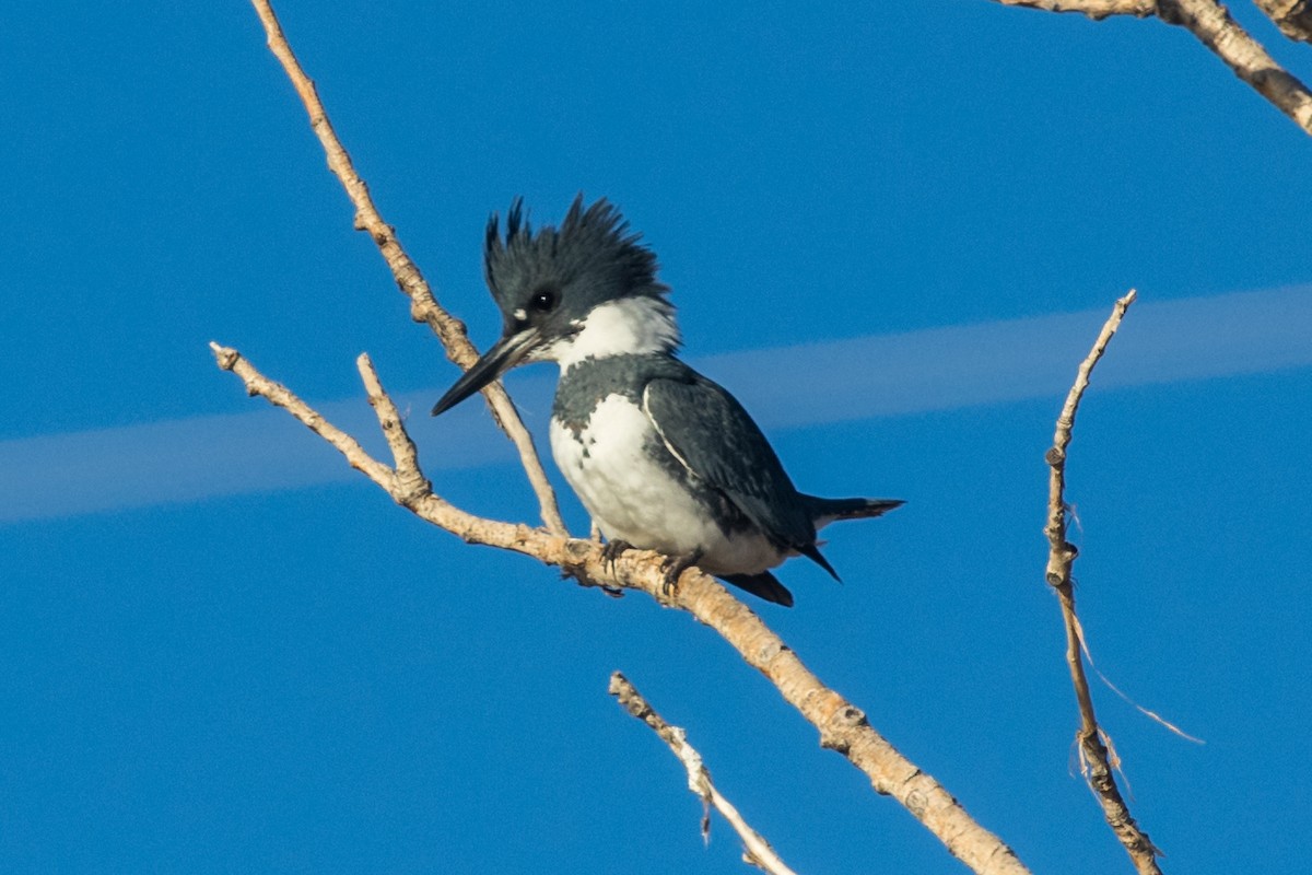 Belted Kingfisher - ML507477031