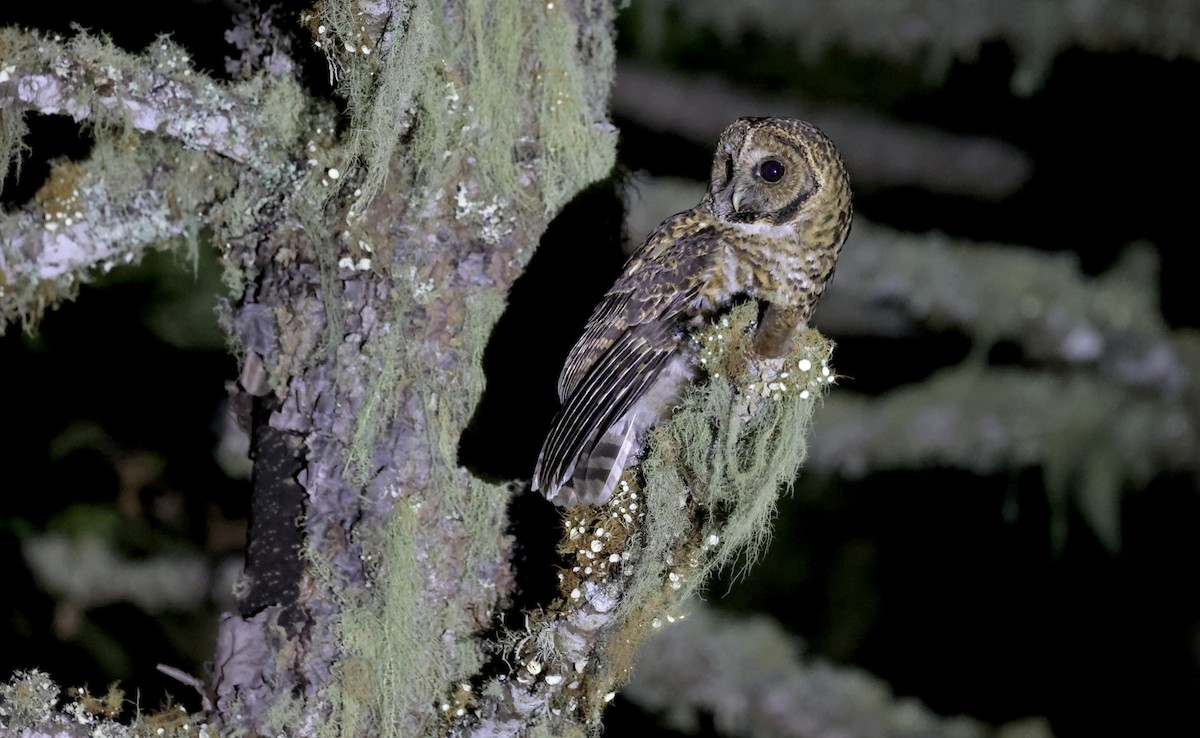 Rusty-barred Owl - ML507477061