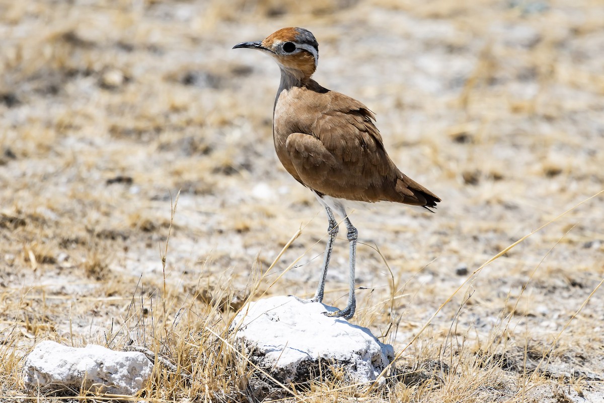 Burchell's Courser - Albert Voigts von Schütz @ Leaflove Safari