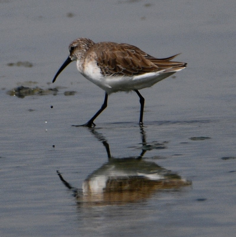 Curlew Sandpiper - ML507480561