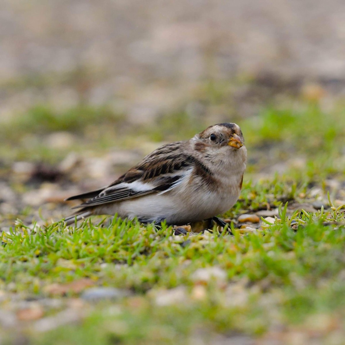 Snow Bunting - ML507481871