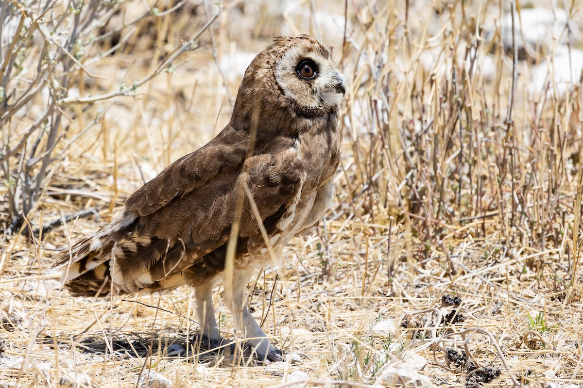 Marsh Owl - ML507482431