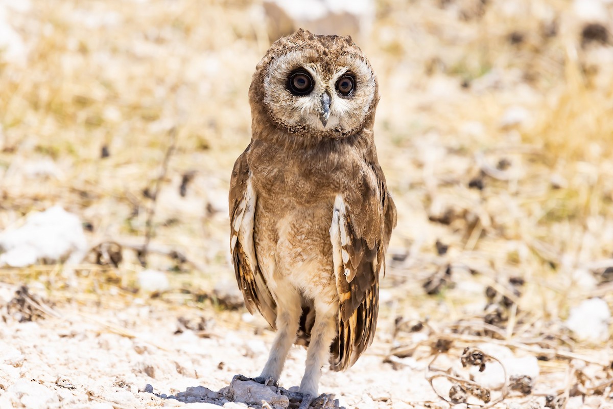 Hibou du Cap - ML507482441