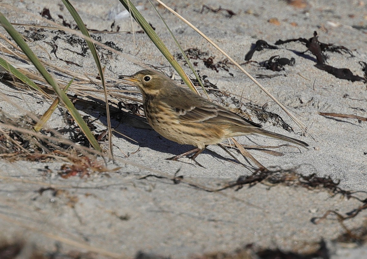 American Pipit - ML507484001