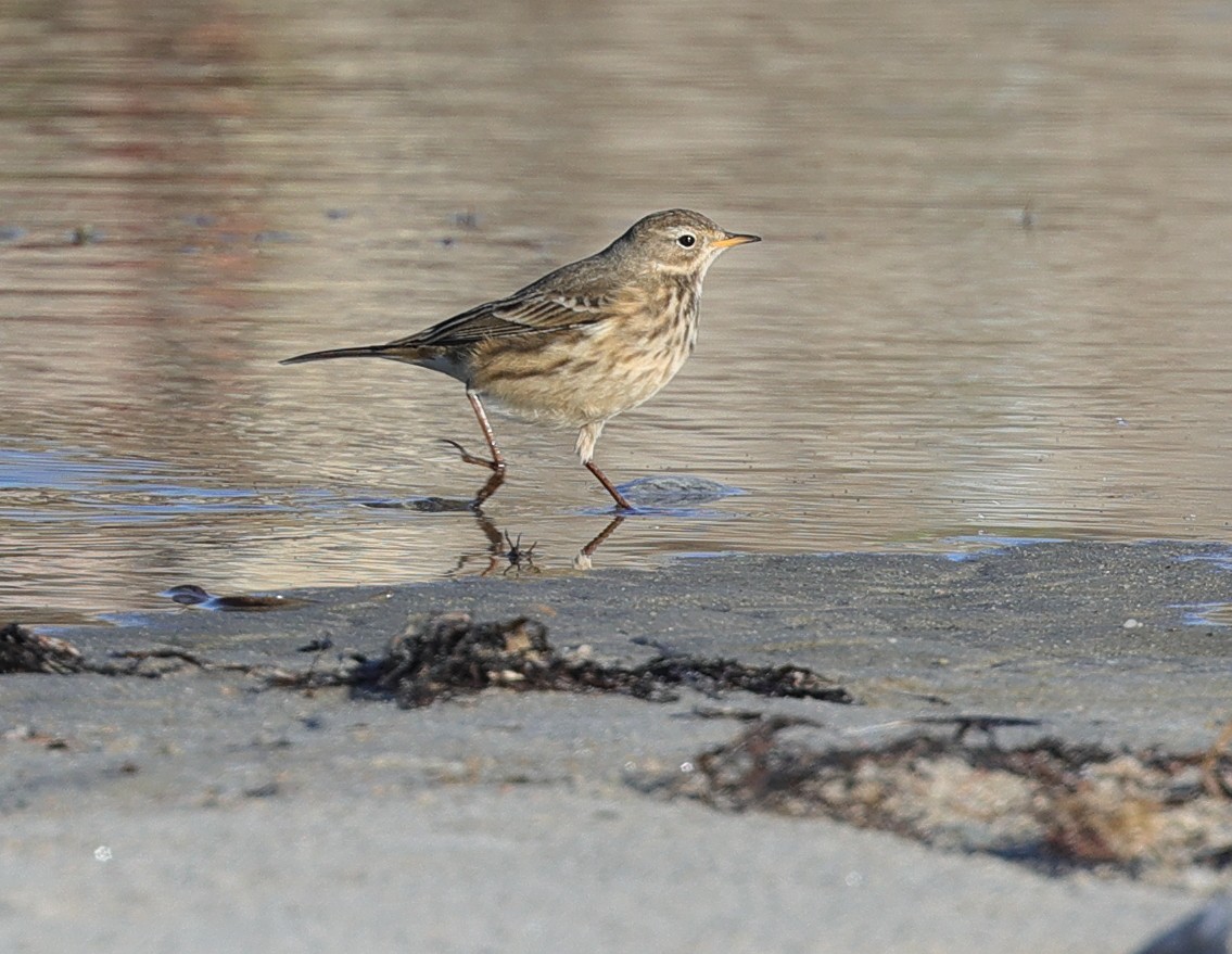 American Pipit - ML507484101