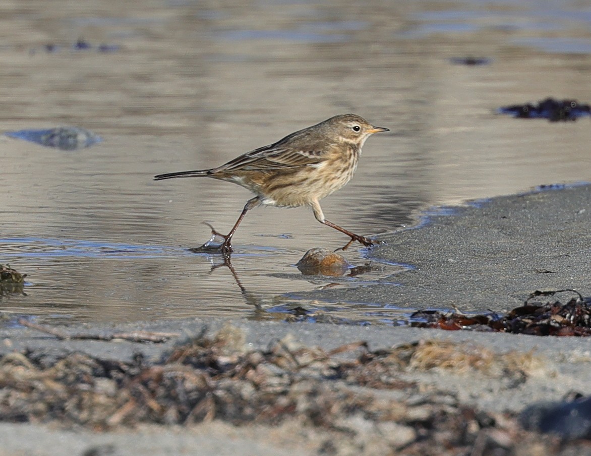 American Pipit - ML507484261