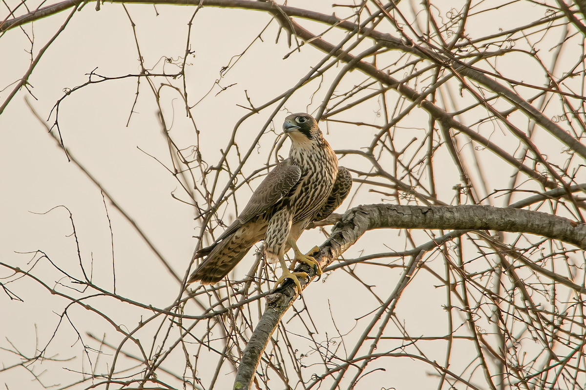 Peregrine Falcon - ML507484671