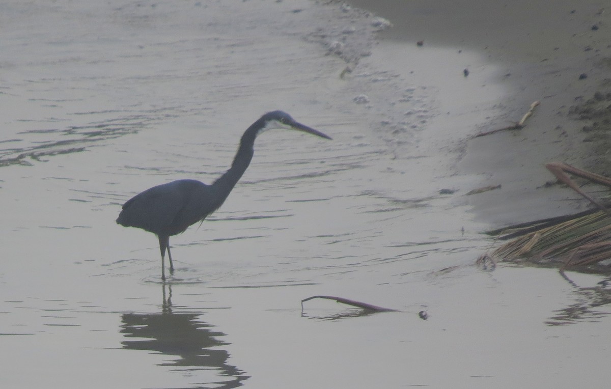 Western Reef-Heron - ML507484871