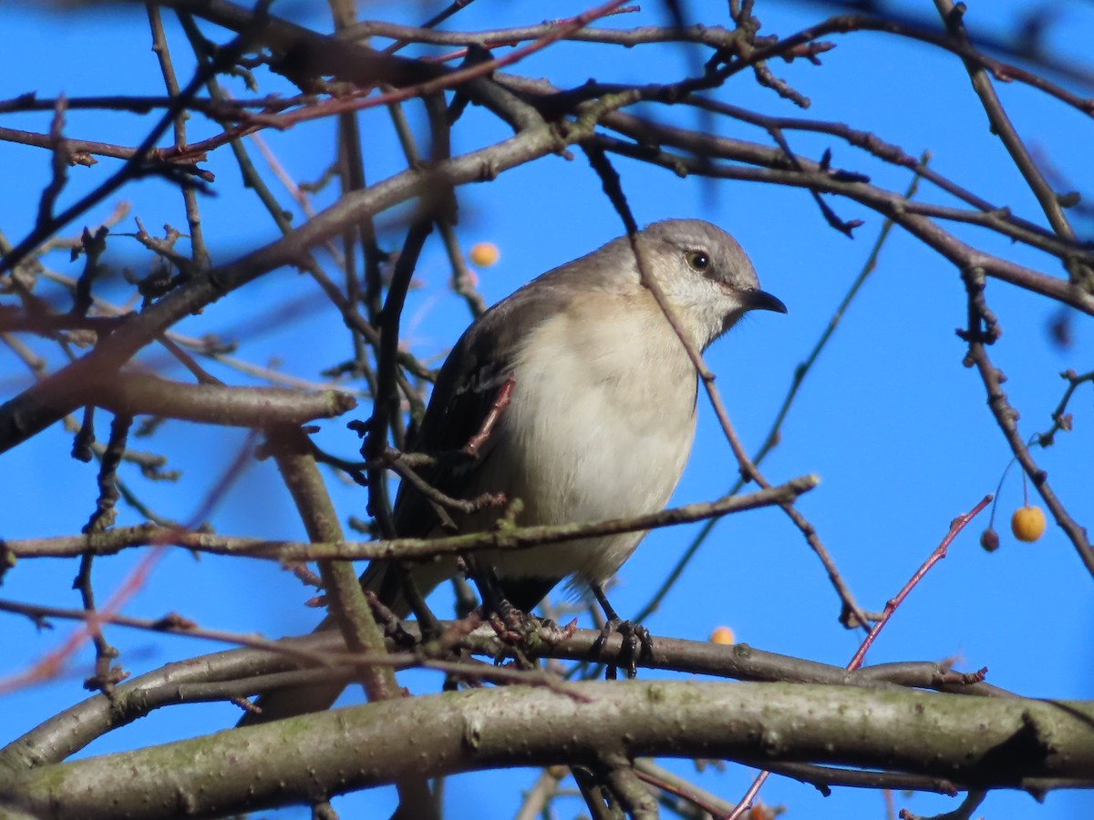 Northern Mockingbird - Ursula  Mitra