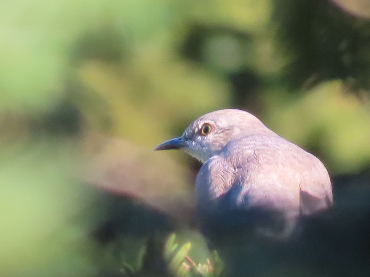 Northern Mockingbird - Ursula  Mitra