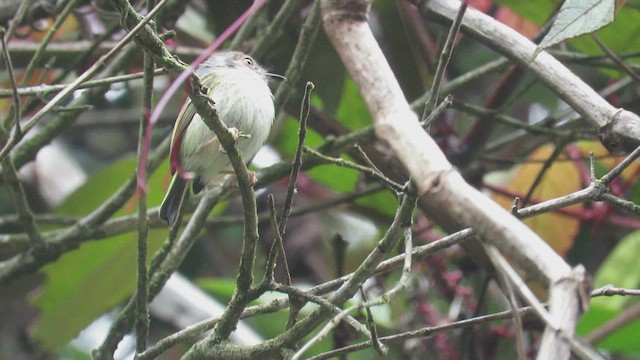 Eared Pygmy-Tyrant - ML507486671