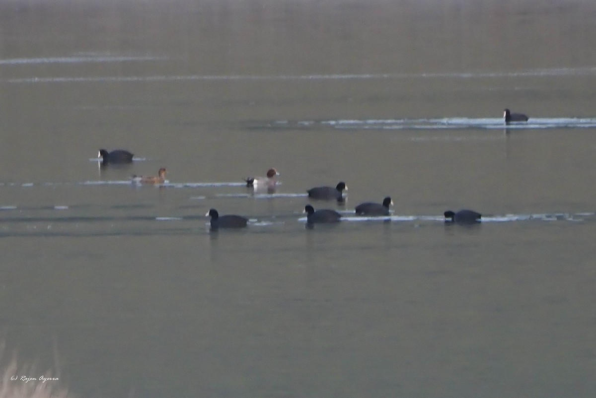 Eurasian Wigeon - Rajen Ayerra Vildarraz