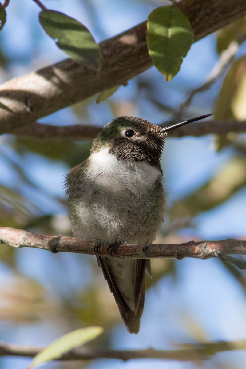 Broad-tailed Hummingbird - Johnny Bovee