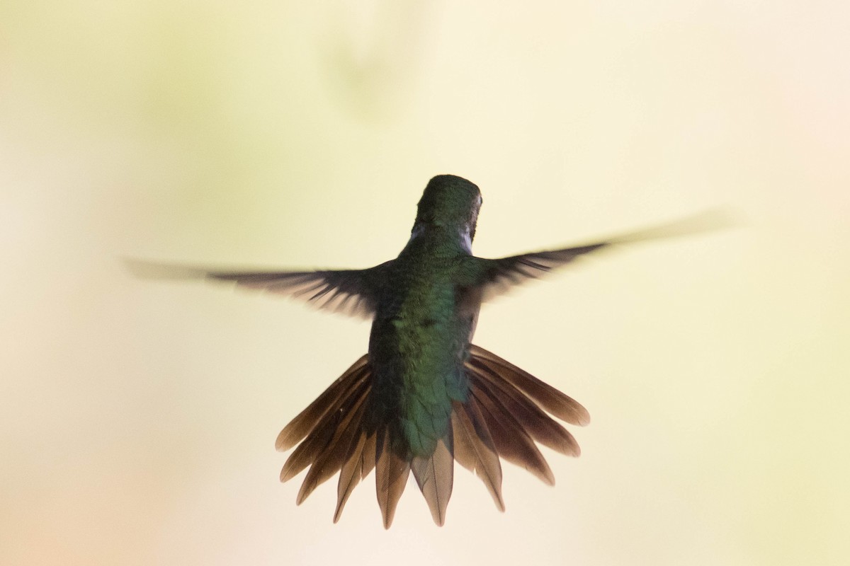 Broad-tailed Hummingbird - Johnny Bovee