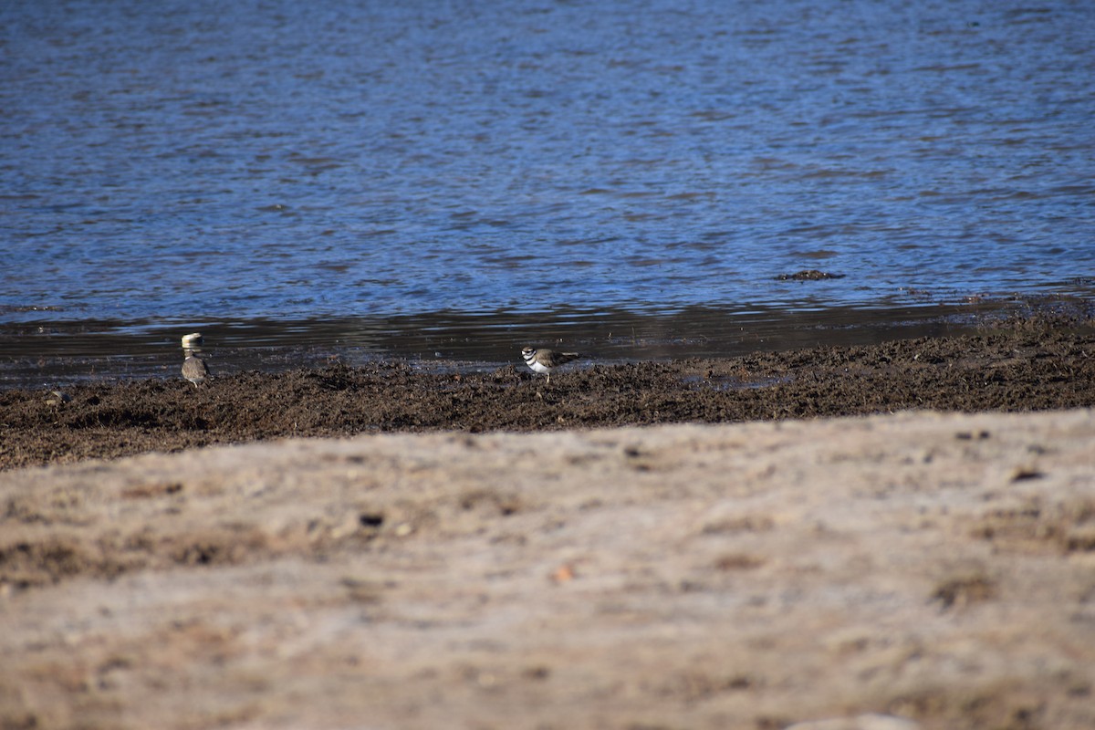 Killdeer - Melanie Kass