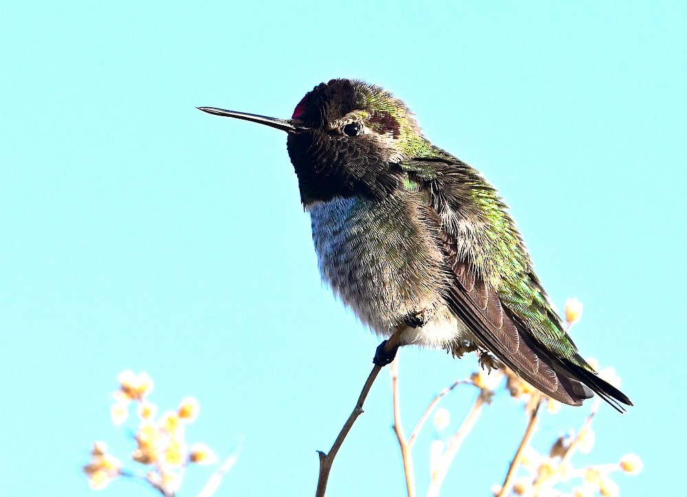 Anna's Hummingbird - ML507493811