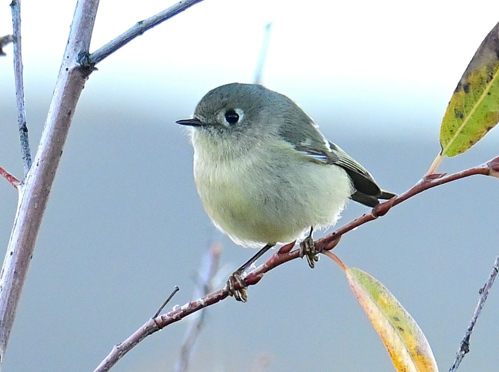 Ruby-crowned Kinglet - ML507494081