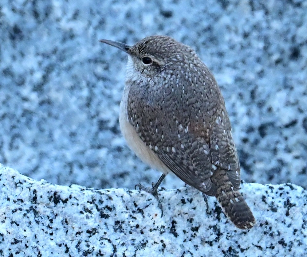 Rock Wren - ML507494141