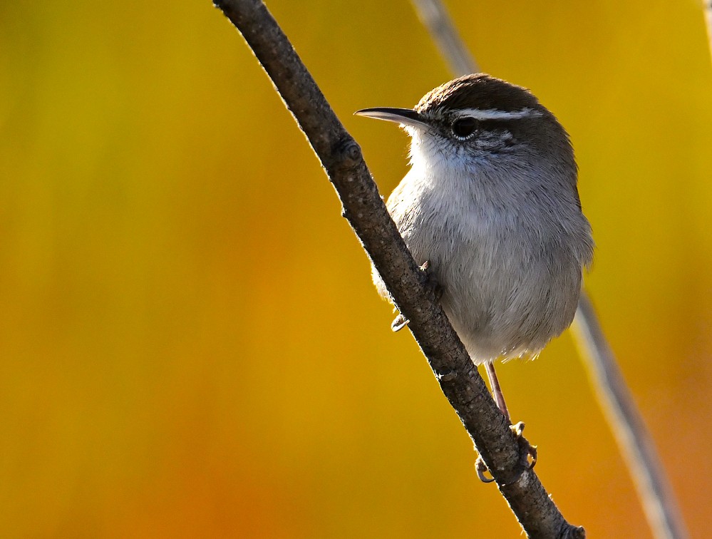 Bewick's Wren - ML507494291