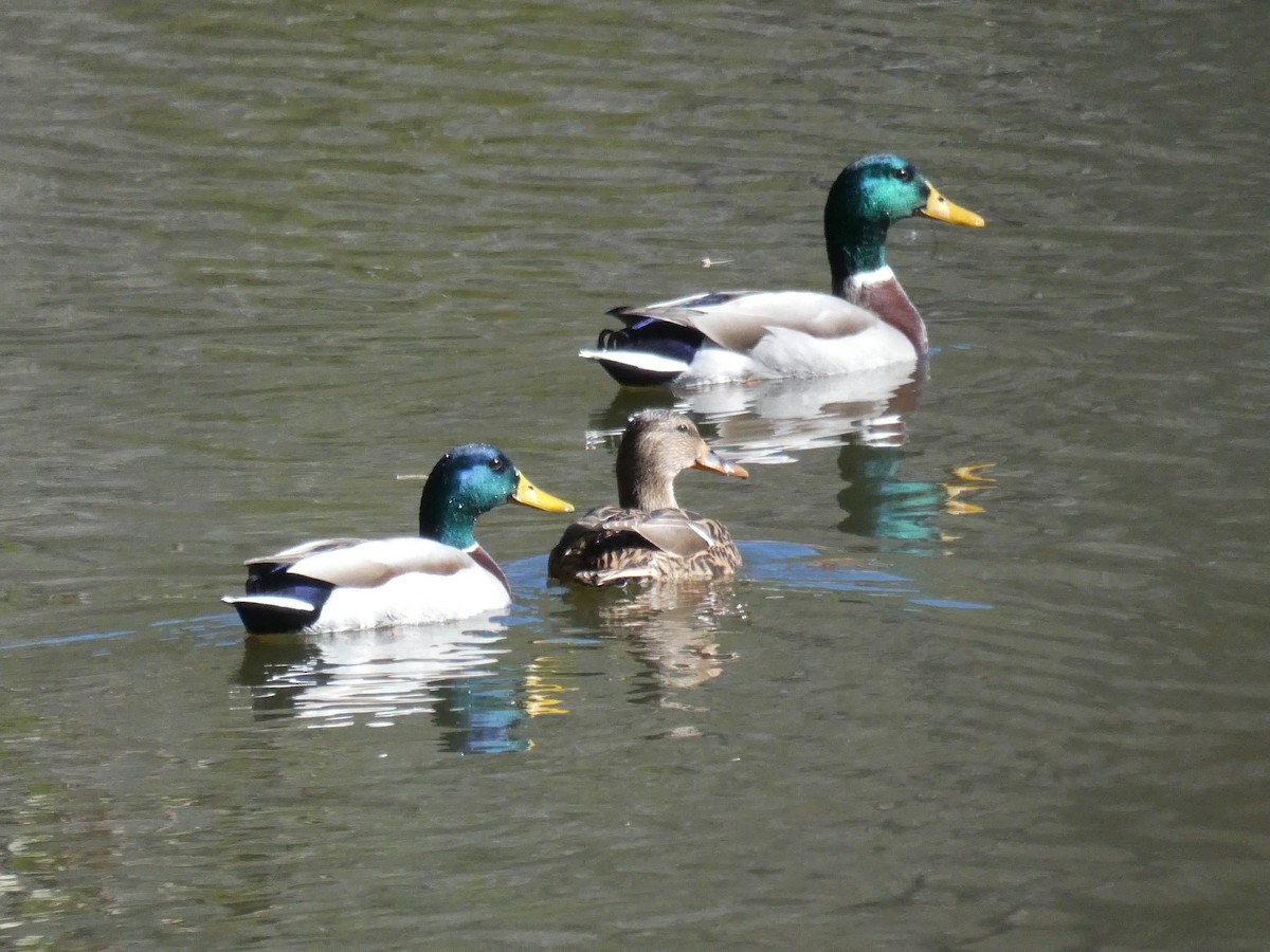 Canard colvert - ML507494351