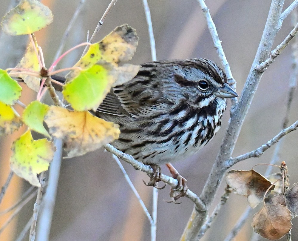 Song Sparrow - ML507494441