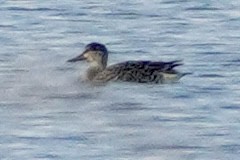 Green-winged Teal - Jessica Castillo