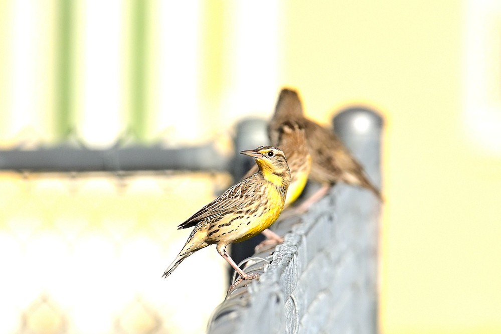 Western Meadowlark - ML507494481