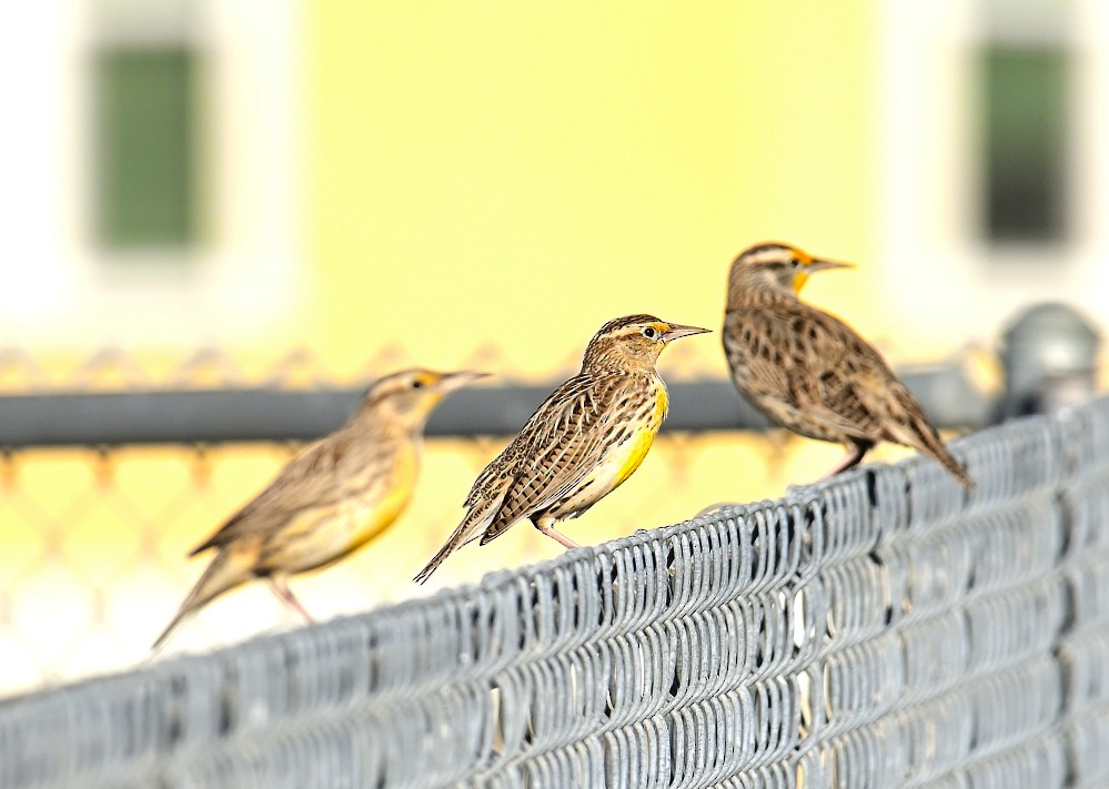 Western Meadowlark - ML507494491