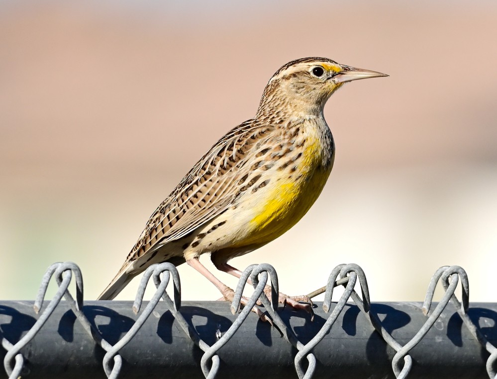 Western Meadowlark - ML507494501