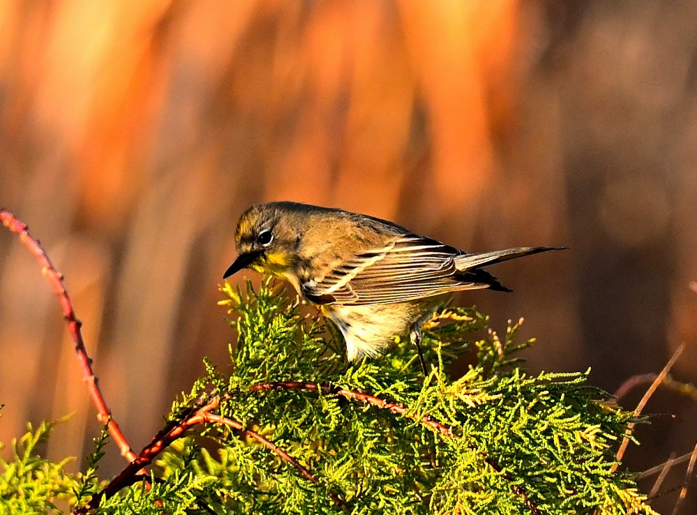Yellow-rumped Warbler - ML507494711