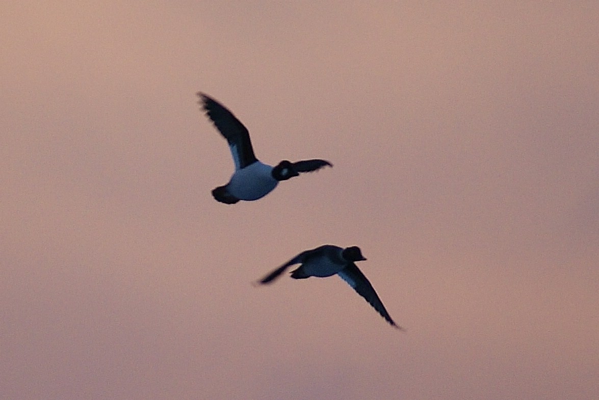 Common Goldeneye - ML50749581