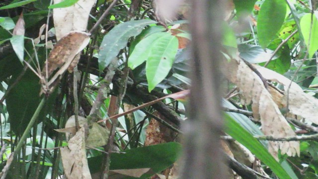 Willis's Antbird - ML507496001