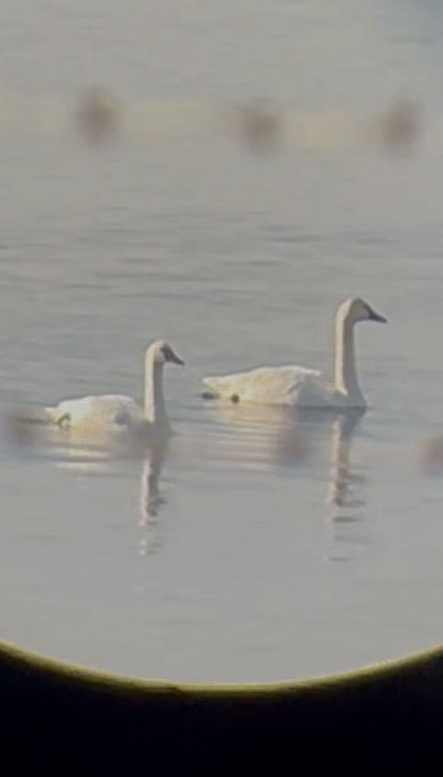 Tundra Swan - ML507496031