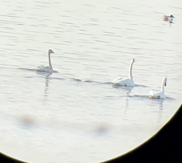 Tundra Swan - ML507496041