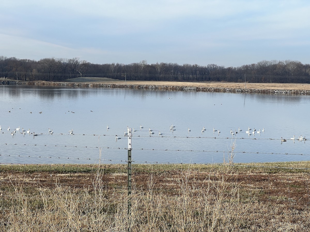 Trumpeter Swan - ML507496251