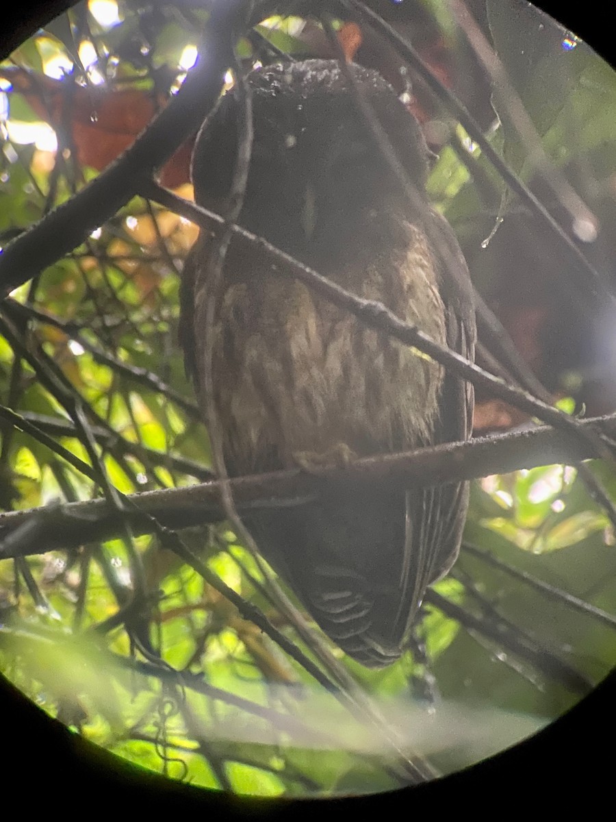 Mottled Owl - Sree Kandhadai