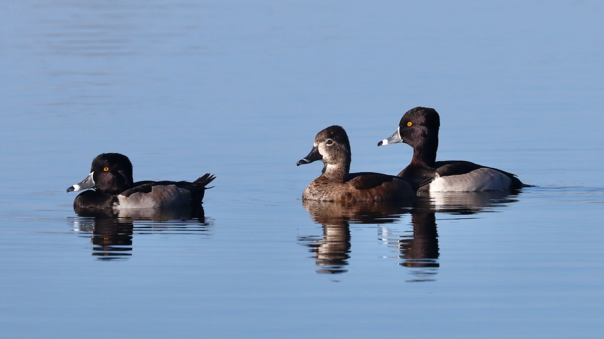 Ring-necked Duck - Paul Gorday